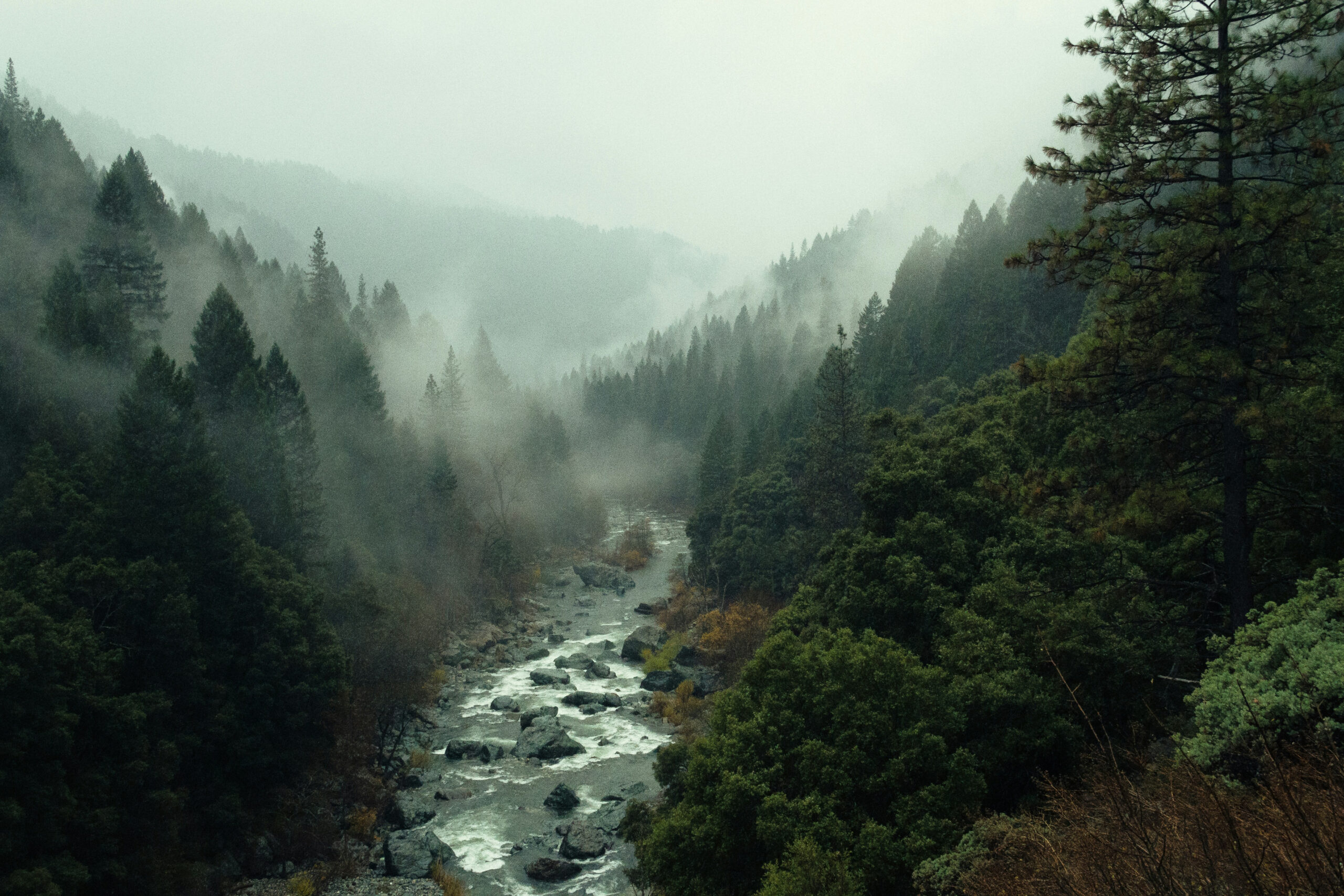 forest and river